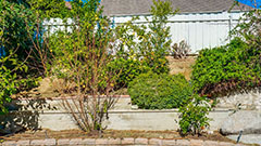 Backyard with Citrus Trees