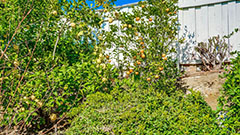 Backyard with Citrus Trees